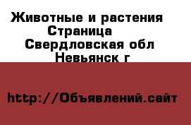  Животные и растения - Страница 10 . Свердловская обл.,Невьянск г.